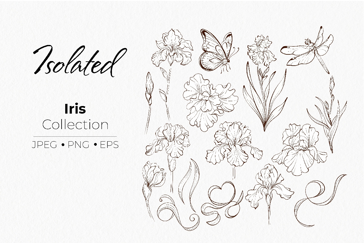 Iris Botanical Line Floral Vector, a Decorative Illustration by katmonne (Photo 3 of 14)