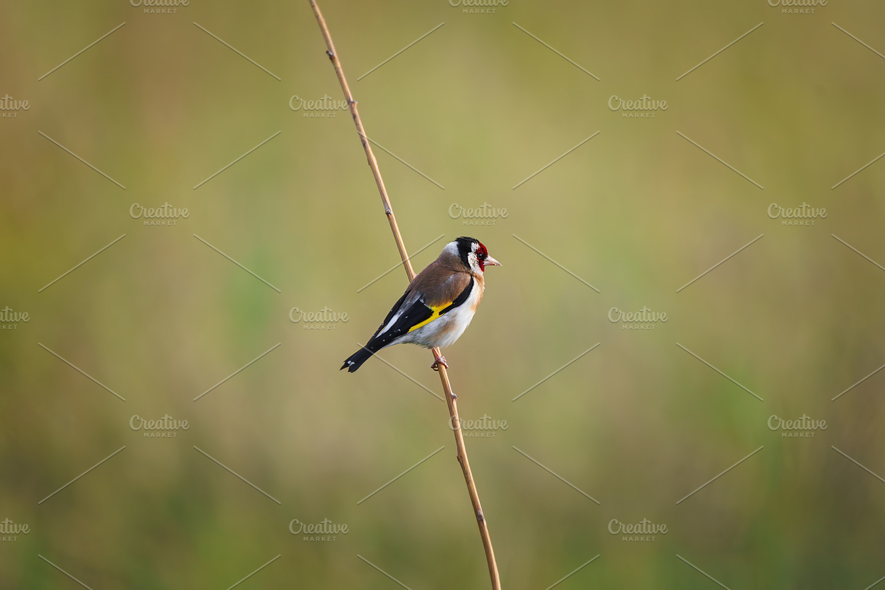 Single goldfinch (Carduelis cardueli, an Animal Photo by AlexBush
