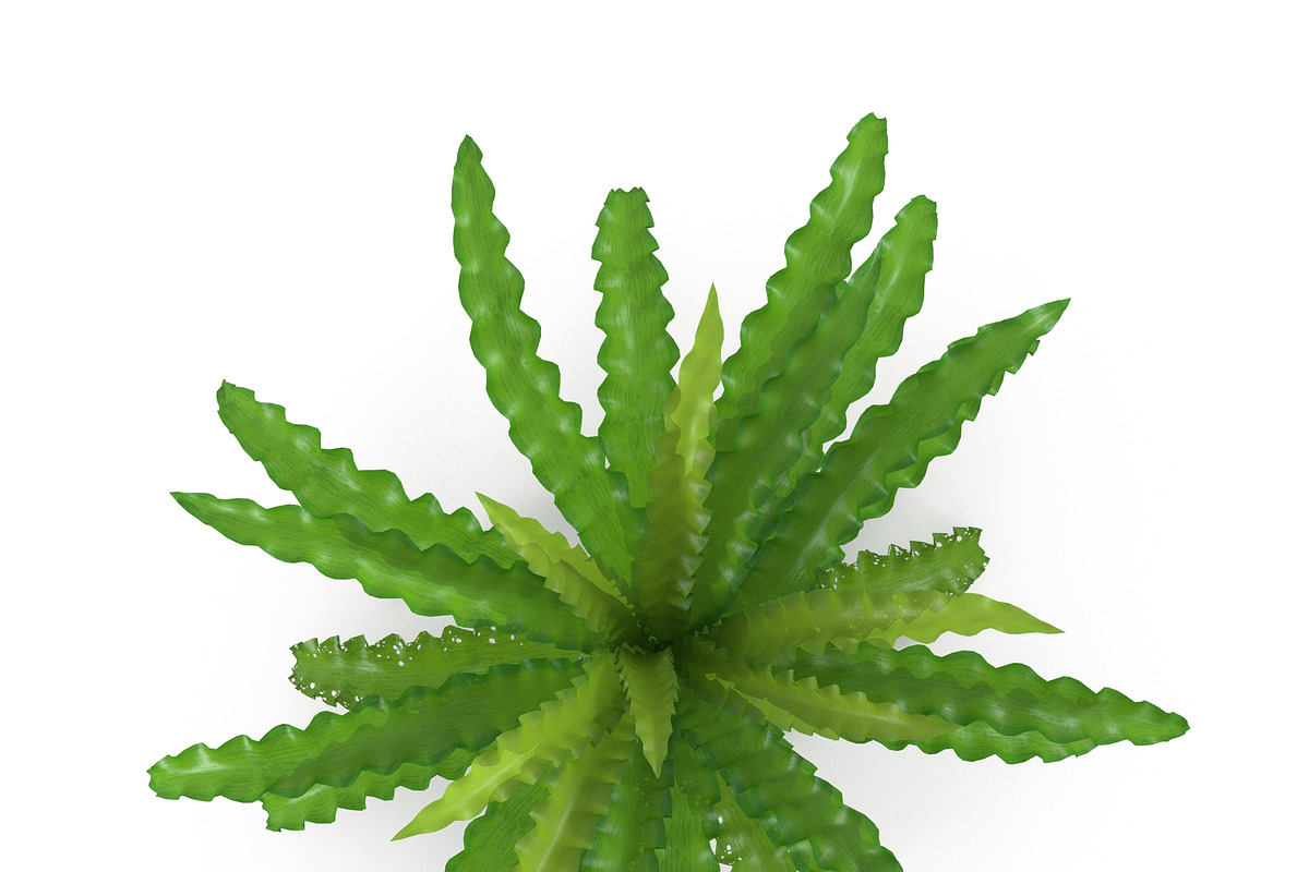 Pogostemon helferi, a Plants & Tree 3D Model by AndrewWhite (Photo 6 of 9)