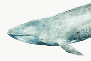 Watercolor Blue Whale Clipart, an Animal Illustration by Kolorata Art (Thumbnail 2 of 3)
