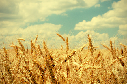 Wheat ears in hand preview 6