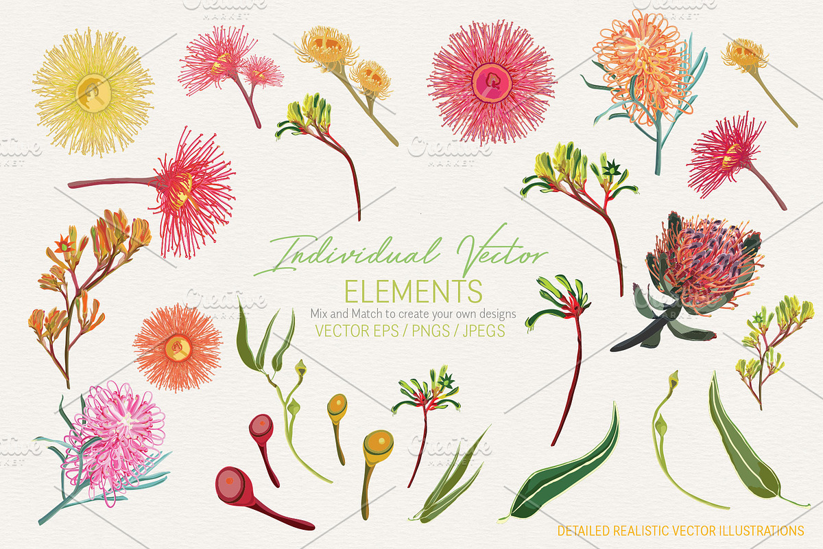 Australian Wild Flowers Collection, an Illustration by Sketchbook Designs (Photo 6 of 10)
