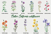 Native California wildflowers, an Illustration by FITALARTSNEDIGI (Thumbnail 2 of 8)