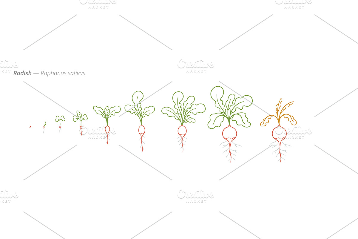 Radish Growth Stages Vector for, an Animal Illustration by Ilia Design