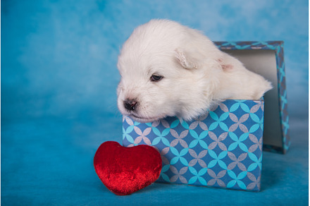White fluffy small Samoyed puppy dog, an Animal Photo by COLORFUL