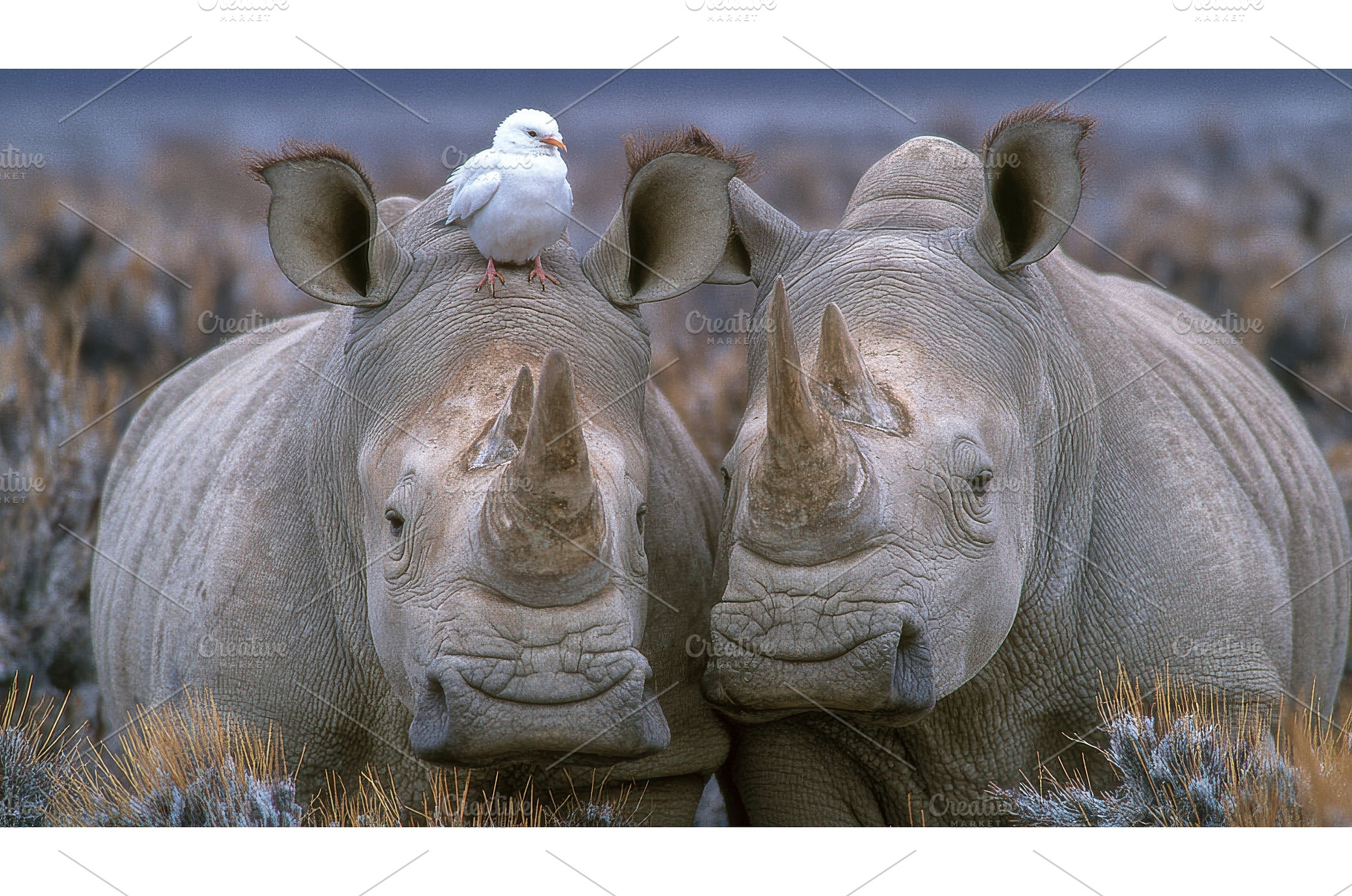 Uganda is home to the endangered, an Animal Photo by ZinetroN
