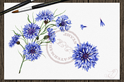 Cornflower illustration, an Illustration by DioFlow (Thumbnail 5 of 5)