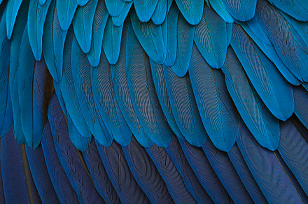 Magic feathers