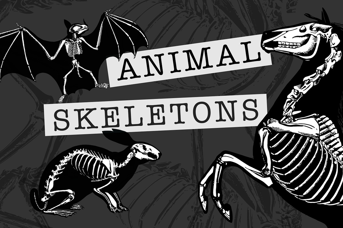 Vector Animal Skeletons Set, a Graphic by Catty Studio (Photo 1 of 6)