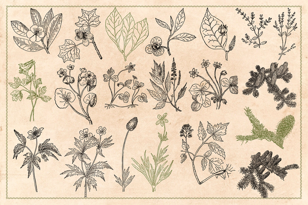 100 Vintage Leaves & Branches 2, an Illustration by Brigantine Designs (Photo 6 of 8)