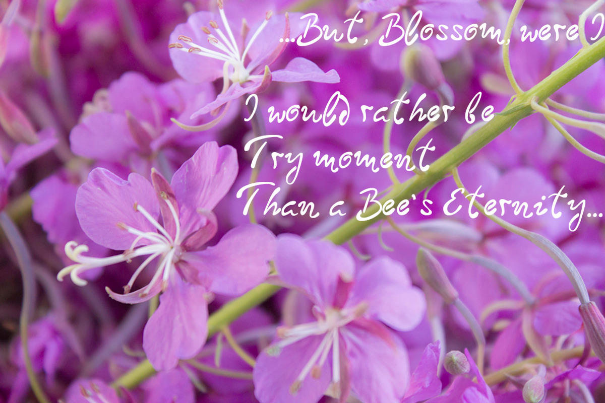 Blooming sally font preview 7