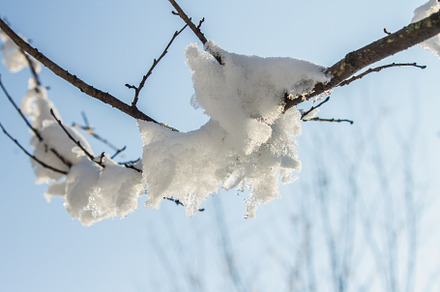 Twigs of tree covered of hoarfrost and snow on background of winter forest in, a Nature Photo by Detriana