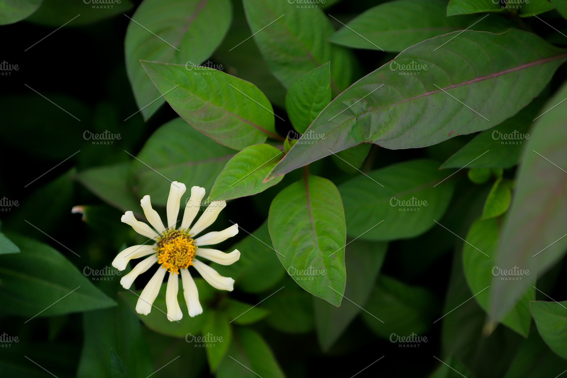 Vibrant Yellow Zinnia Flower Amidst, a Nature Photo by bastera