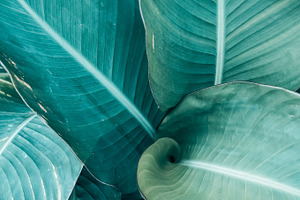 Abstract background of green leaves
