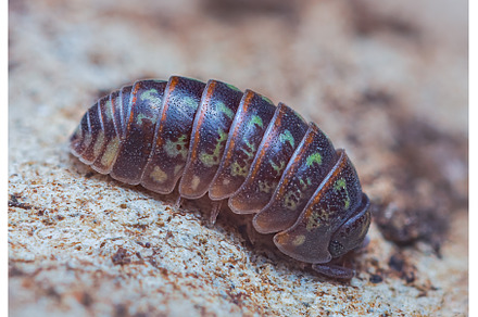 Closeup of a common pill-bug, an Animal Photo by Lukas Jonaitis SHOP