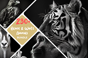 230+ Black & white animals Bundle, an Animal Photo by Virgo Studio (Thumbnail 1 of 6)