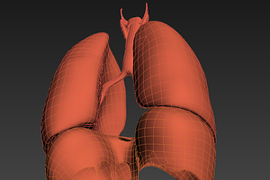 Lungs Animated