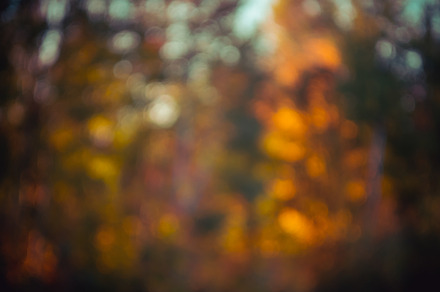Fall Color Leaves Bokeh
