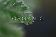 Organic | 20 Botanical Photos, a Nature Photo by Melanie Helena (Thumbnail 10 of 20)