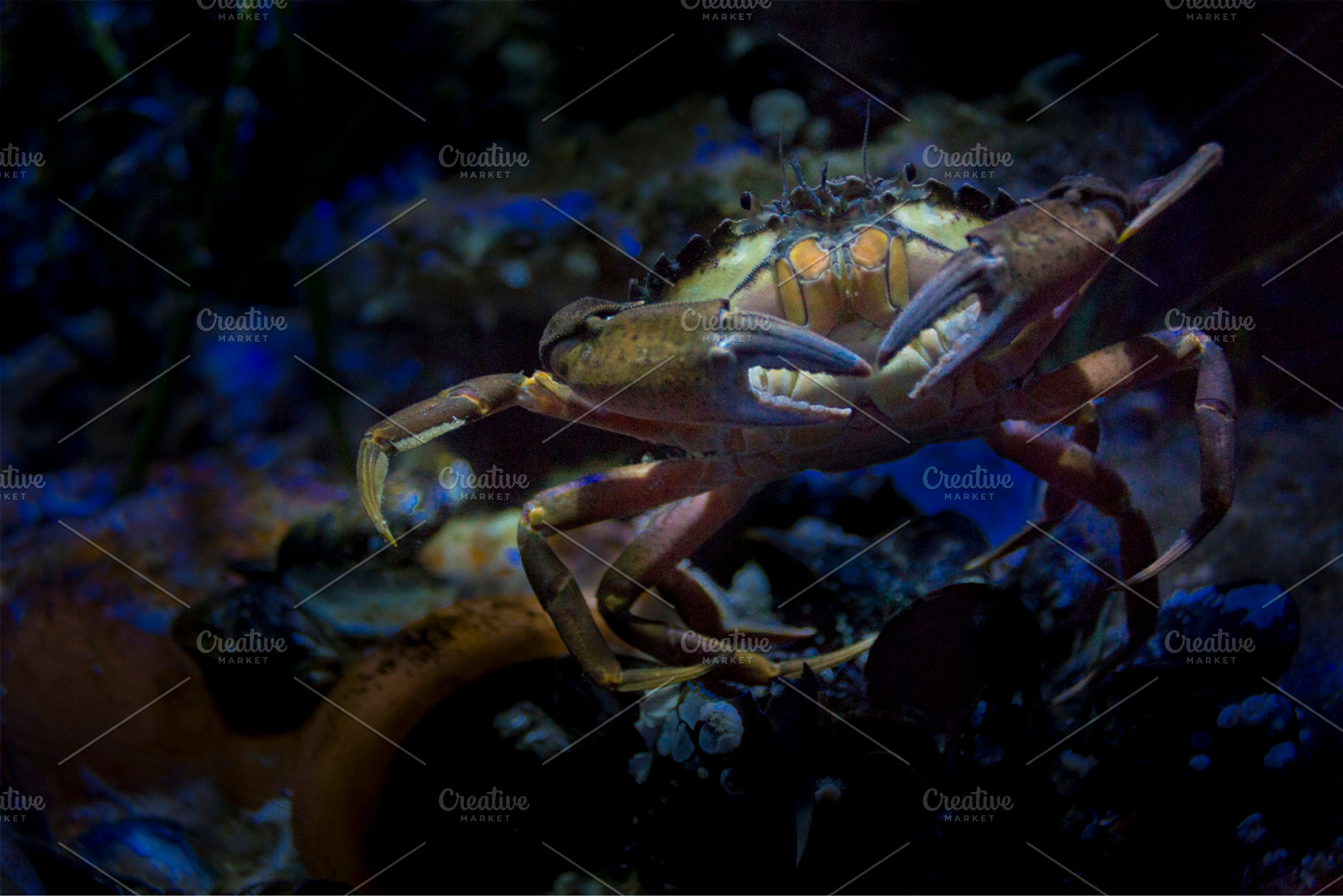 Mister Crabs