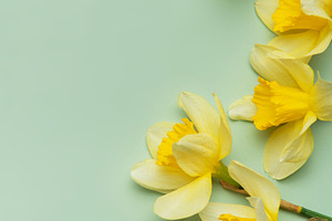 Daffodils creating a vibrant spring border on pastel green backg, a Nature Photo by Olena Rudo