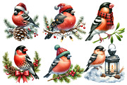Christmas Grosbeak Birds Clipart, an Illustration by Designworld (Thumbnail 4 of 6)