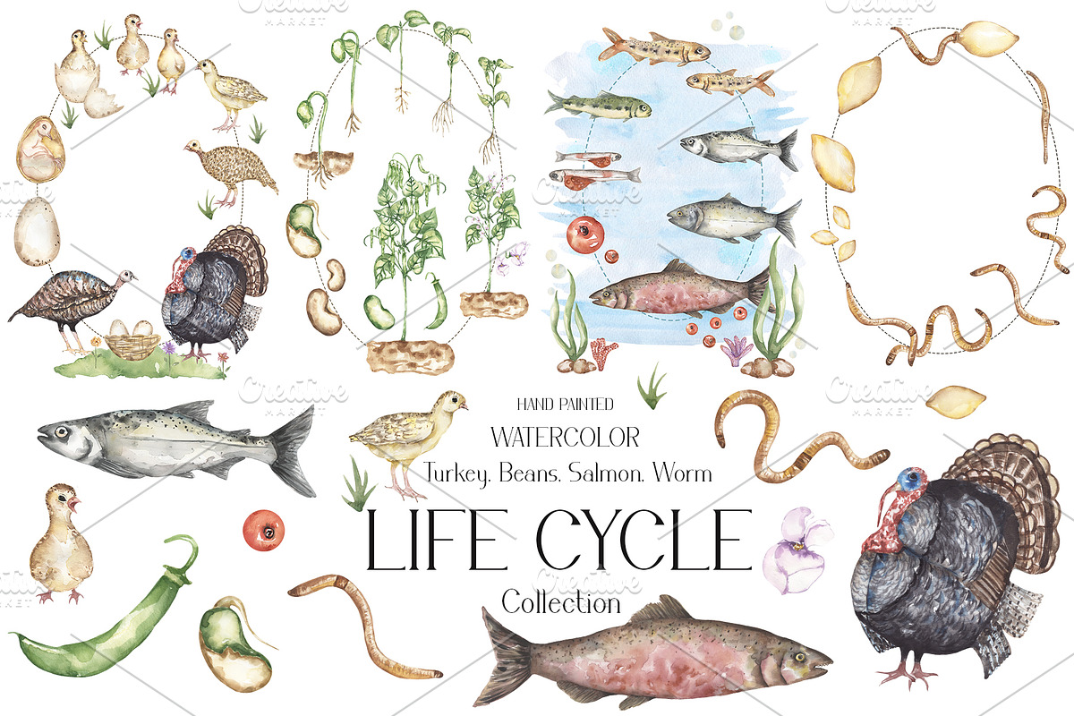 Life Cycle Watercolor Collection, an Education Illustration by MayaNavits (Photo 1 of 12)