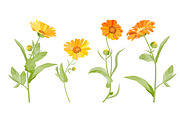 Vector object brushes. Calendula, a Brush Add-On by Peolla (Thumbnail 9 of 16)