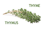 Thyme, an Object Graphic by Hortimages (Thumbnail 1 of 3)