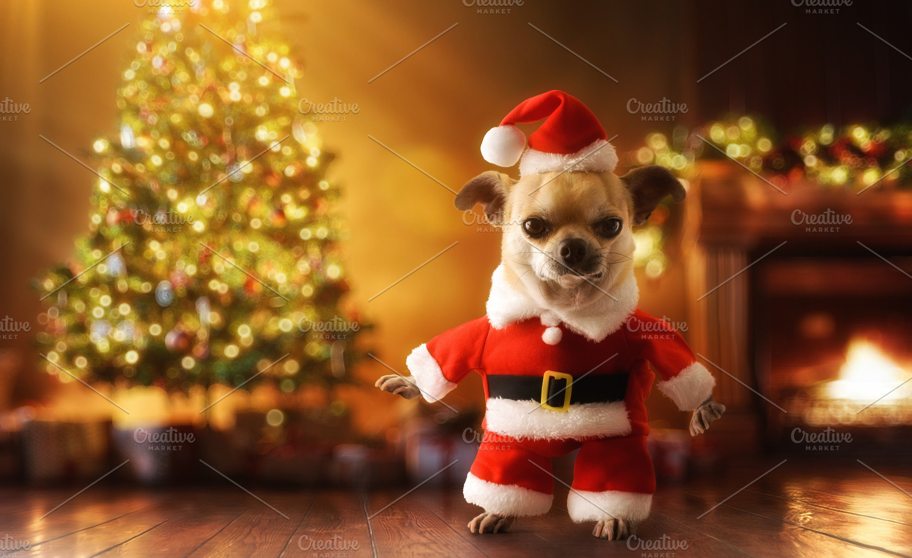 Santa Claus dog in living room with tree and gifts, a Holiday Photo by Davizro's Market