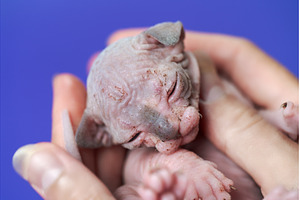 Female kitty of Canadian Hairless, an Animal Photo by Alexander-Piragis