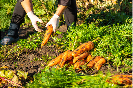 Carrot harvest in the garden, a Food & Drink Photo by yanadjana