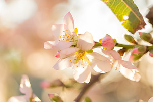 Pink almond flowers containing almond, flowers, and floral