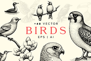 41 Vintage Bird Illustrations, a Graphic by Gonez Studio