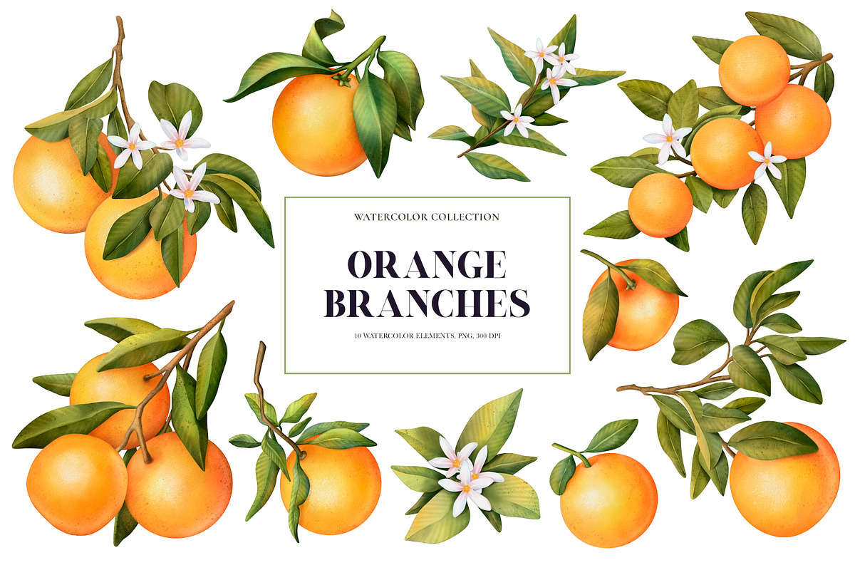 Orange Branches. Watrecolor PNG, an Illustration by OlyaGutArt (Photo 2 of 6)