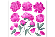 White & Pink Realistic Peonies Set, an Illustration by MarynaPetrovska (Thumbnail 2 of 23)