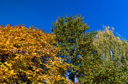Beautiful trees in the autumn season with colorful foliage, a Photo by MyPhotos