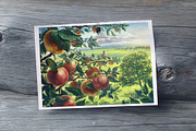 Apple set, a Food Illustration by Countryside life (Thumbnail 11 of 12)