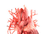 Human internal organs, a Characters & Person 3D Model by konstantin.ermolaev (Thumbnail 19 of 46)
