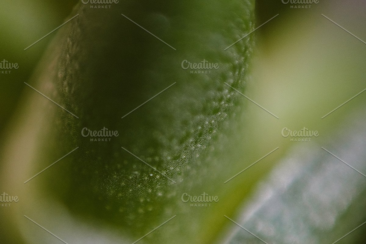 Organic 2 | 20 Botanical Photos, a Nature Photo by Melanie Helena (Photo 17 of 20)