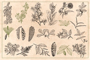 100 Vintage Leaves & Branches 2, an Illustration by Brigantine Designs (Thumbnail 5 of 8)
