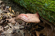 Mushrooms In The Forest Photography, a Nature Photo by Full Circle Design Studio (Thumbnail 13 of 38)
