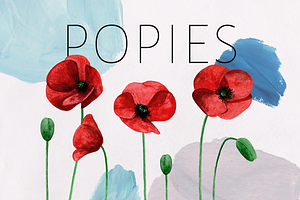 Poppy. Watercolor Floral Clipart