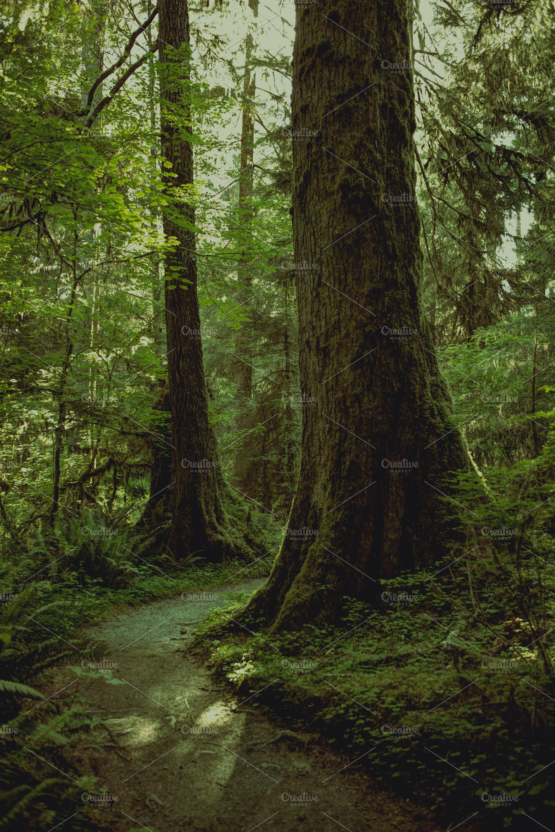 Hoh rainforest stock photo containing hoh rainforest and rain forest, a Nature Photo by Moth Owl Photography