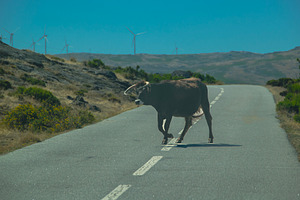 Solitary black cow standing on rural road, an Animal Photo by DanFLCreativo
