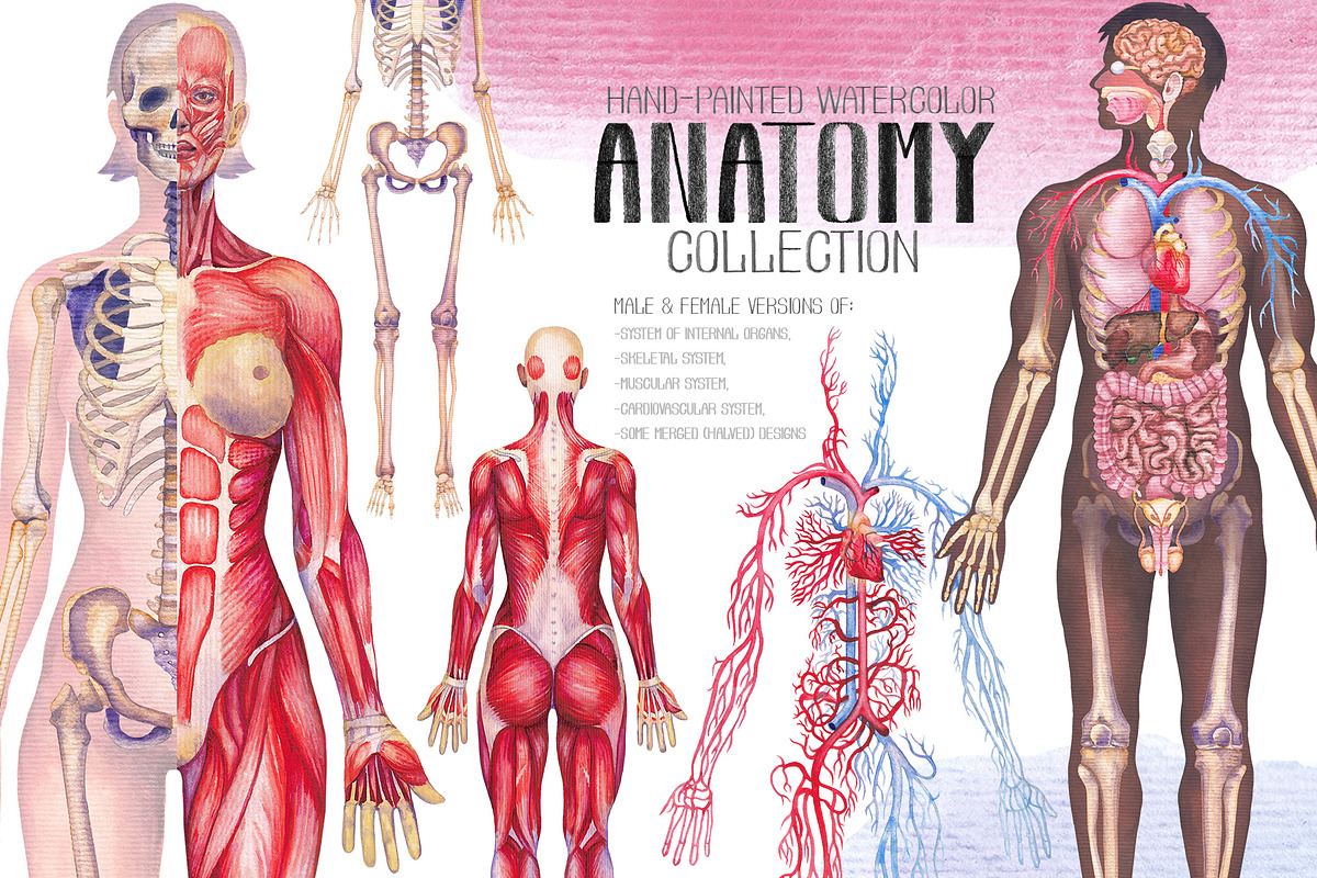 Watercolor anatomical body charts, a Healthcare Illustration by Ekaterina Glazkova (Photo 1 of 8)