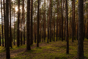 Sunrise or sunset in tall pine forest with long shadows on mossy ground. Nature, a Nature Photo by Eugene_Photo