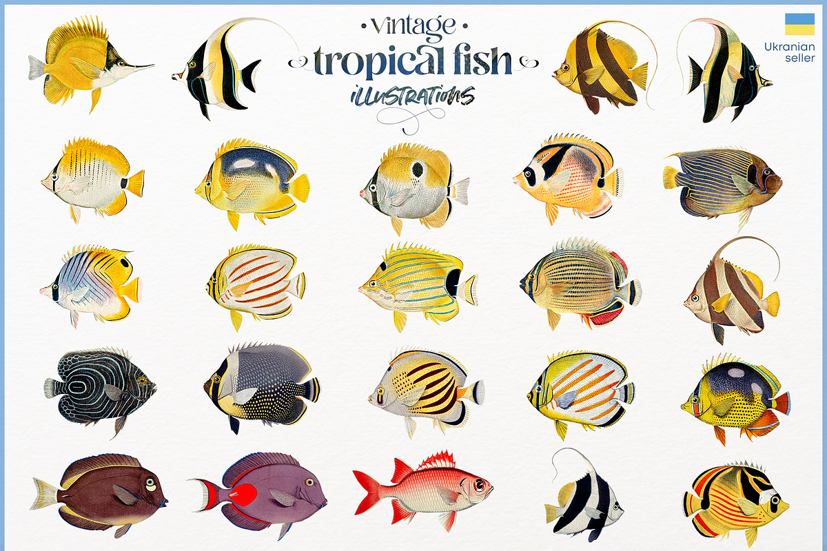 Vintage tropical fish illustrations, an Animal Illustration by Natalka Dmitrova art (Photo 11 of 12)