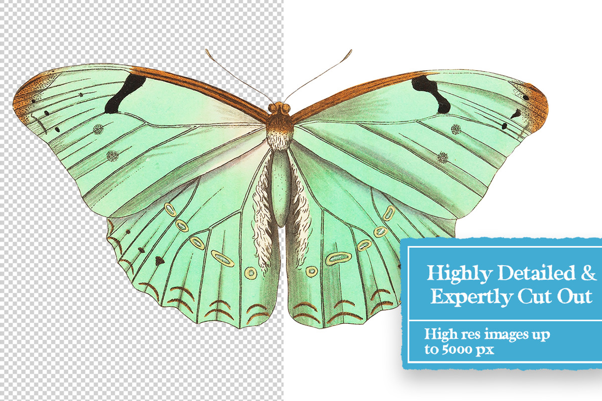 Butterflies Digital Collage Pack, an Object Graphic by Collage Supply Co (Photo 3 of 3)