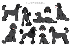 Standard Poodle Clipart